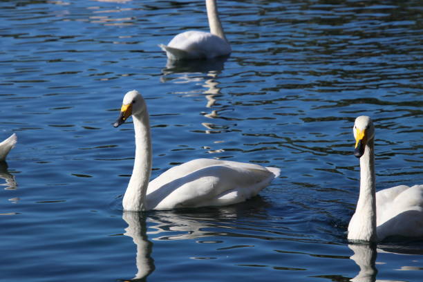 istock Swan birds swimming on blue reflecting water lake. 1062780620
