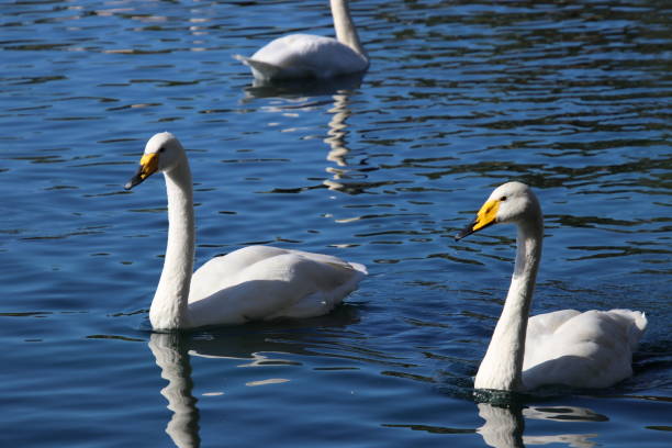 istock Swan birds swimming on blue reflecting water lake. 1062780696