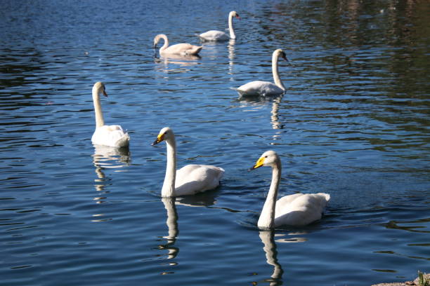 istock Swan birds swimming on blue reflecting water lake. 1062780728