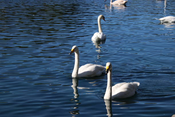 istock Swan birds swimming on blue reflecting water lake. 1062780772
