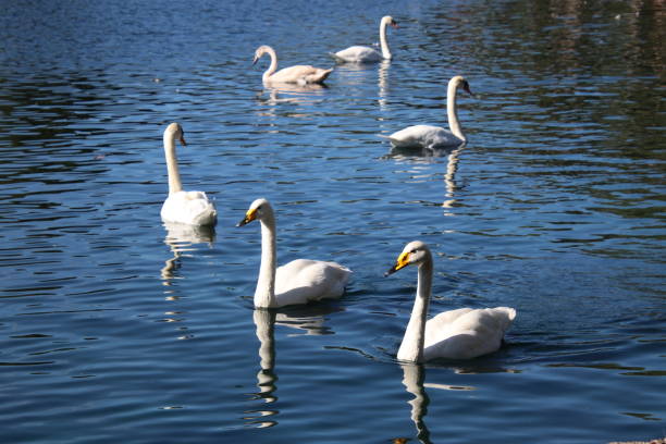 istock Swan birds swimming on blue reflecting water lake. 1062780778