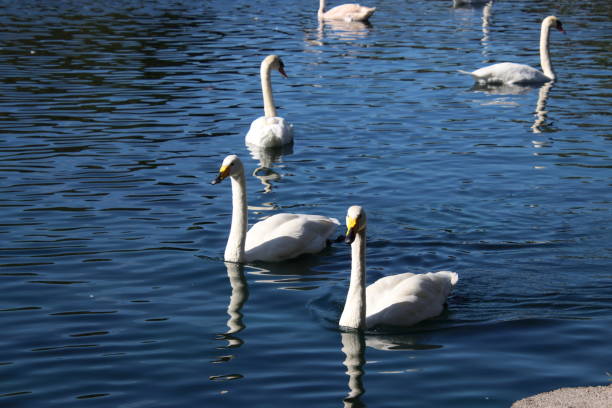 istock Swan birds swimming on blue reflecting water lake. 1062780782