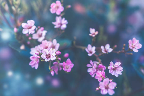 istock Small pink flowers in blossom with blue background 1062782496