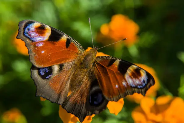 Colorful european peacock butterfly sits on an orange flower