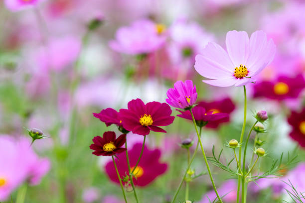 istock Cosmos Flower , Chiba Prefecture, Japan 1062787348