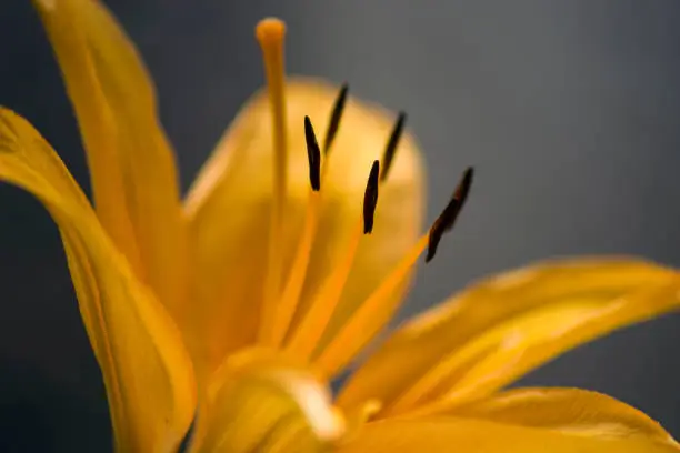 Close-up on the stamens of an orange lily flower