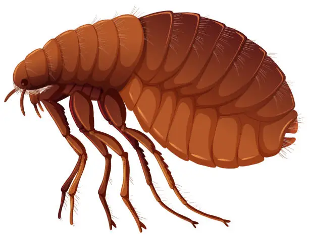 Vector illustration of Flea on white background