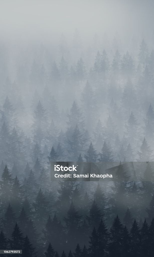 The forest in season - Fog Stock Photo