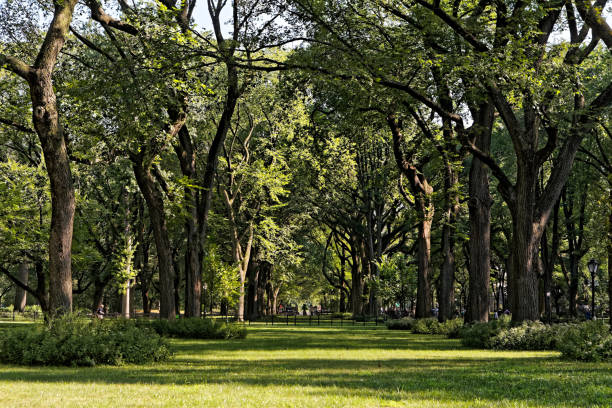 Central Park in NYC Central Park in late summer.
The mall new york marathon photos stock pictures, royalty-free photos & images