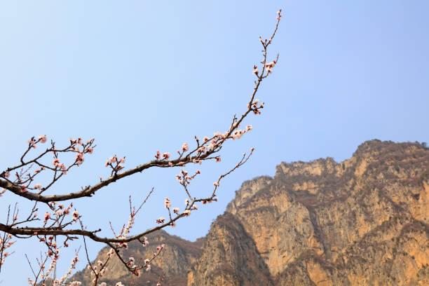 istock Apricot blossoms and mountains 1062793768
