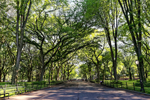 Central Park in NYC Central Park in late summer.
The mall new york marathon photos stock pictures, royalty-free photos & images