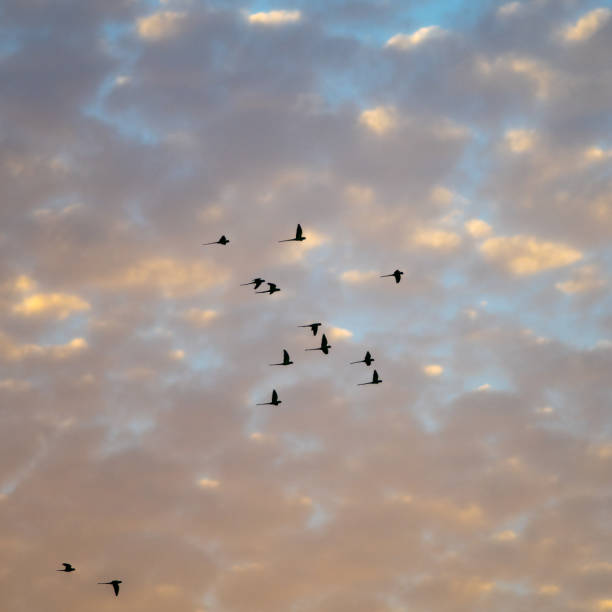 istock Sunset sky with parrot silhouettes- Israel 1062795158
