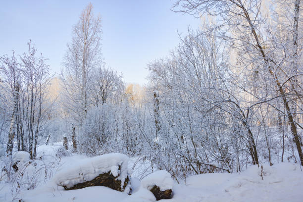 istock Beautiful landscape winter birch and pine forests.Trees in the snow 1062799092