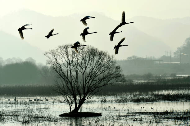 istock Jungyang swamp landscape 1062802224