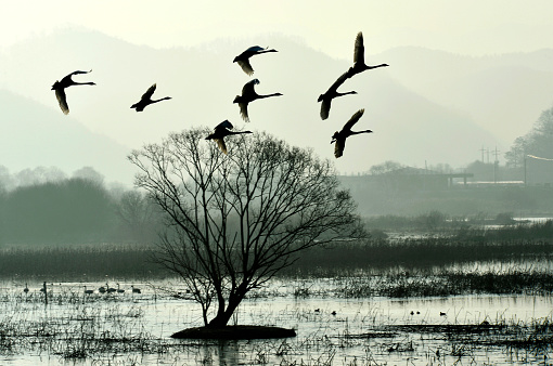 A group of cygnus glids to sit down in the Jeongyang swamp on the ocean side of Hapcheon-gun, Gyeongsangnam-do.     VH533