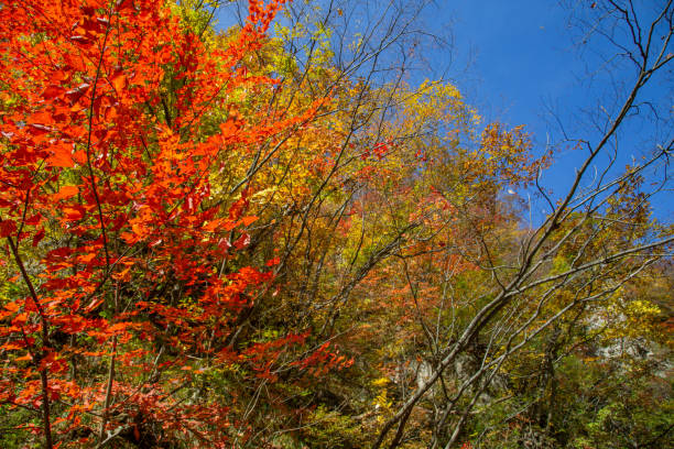 istock Narukokyou Gorge in Autumn 1062802562