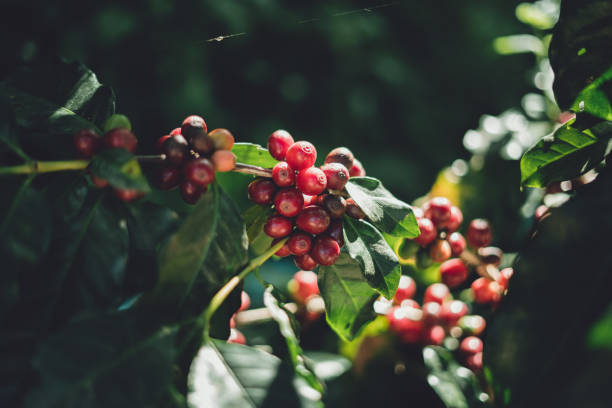 istock red cherry coffee beans Arabica In nature 1062809254