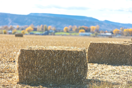 Backgrounds of Hay Bales and Hay Stacks Rural Elements and Surfaces and Outdoor Textures Western Colorado for CC Kasasa - downsampled and filtered as needed for best results with shallow DOF (Shot with Canon 5DS 56mp photos professionally retouched - Lightroom / Photoshop - original size 5792 x 8688)