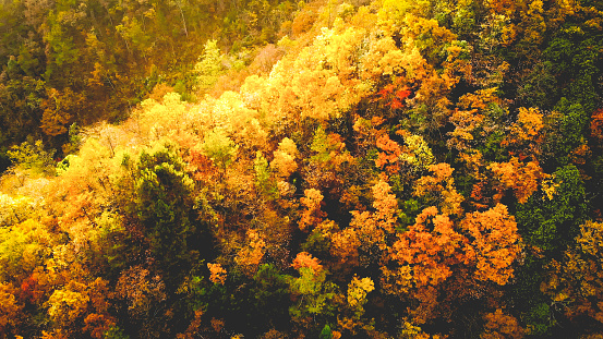 Close-up of colorful autumn leaves color at Swiss City of Zürich on a cloudy autumn day. Photo taken November 20th, 2023, Zurich, Switzerland.