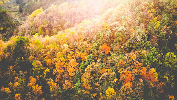 istock Aerial colorful forest trees 1062816202
