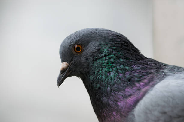 istock Pigeon close up portrait. 1062822482
