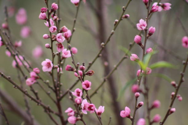 istock Peach blossoms blooming in the springtime pink and white 1062822522