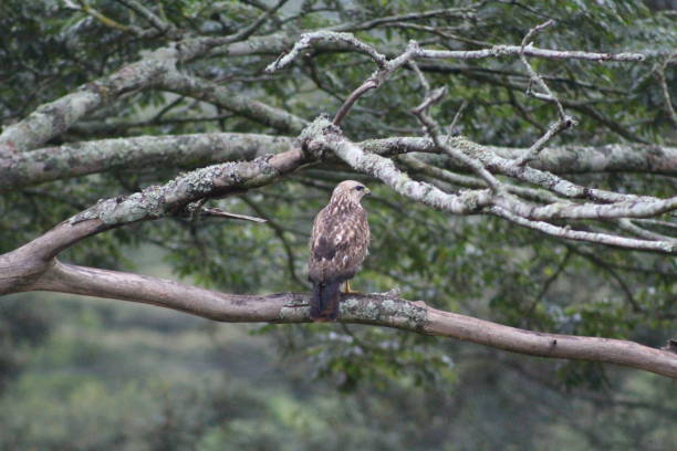 istock Mountain Buzzard perching on bare acacia tree in late summer afternoon 1062822532