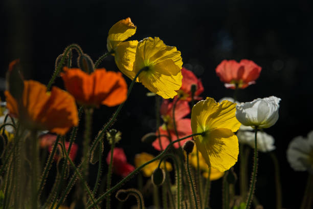 Beautiful Poppies in Blossom Beautiful Poppies in Blossom albert park stock pictures, royalty-free photos & images