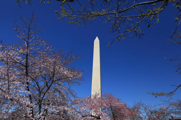 istock Washington Monument and Cherry Blossom 1062824796