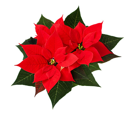 Closeup of red Christmas poinsettia flowers isolated on white