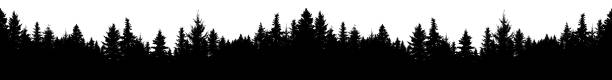 illustrations, cliparts, dessins animés et icônes de seamless silhouette de forêt de conifères, vector. panorama à feuilles persistantes sapin, épinette, sapin. vector isolé sur fond blanc - fir tree coniferous tree needle tree