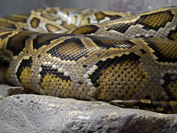 istock Close up Scales of Green Burmese Python Coiled on The Rock 1062829058