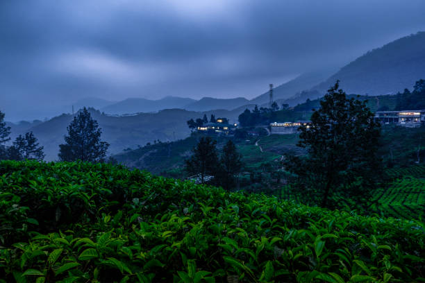 istock Scenery of tea plantation at night 1062829398