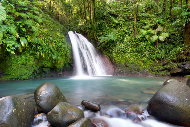 cachoeira em guadalupe, antilhas francesas - tropical rainforest tropical climate waterfall landscape - fotografias e filmes do acervo