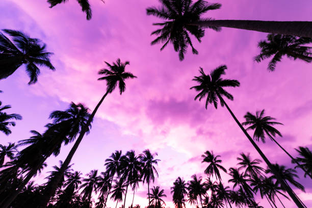 istock Beautiful tropical coconut palm tree on sunset or sunrise sky background. 1062835744