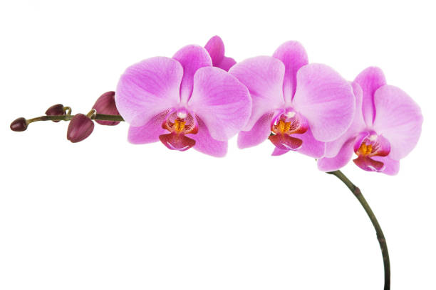 istock Purple Phalaenopsis orchid flowers isolated on white background. 1062840524