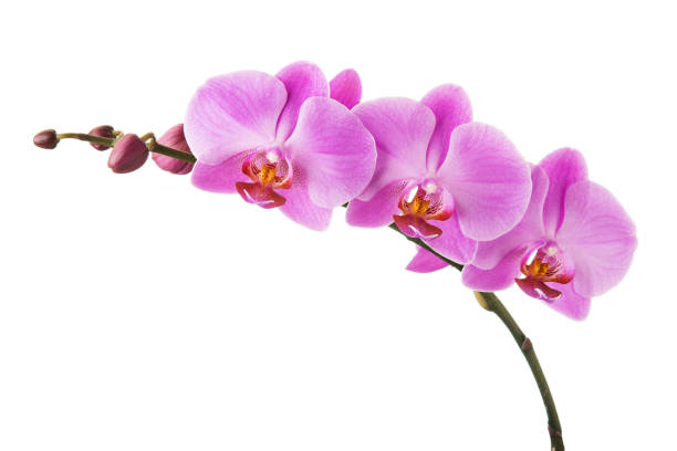 istock Purple Phalaenopsis orchid flowers isolated on white background. 1062840588
