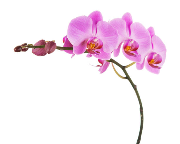 istock Purple Phalaenopsis orchid flowers isolated on white background. 1062840686