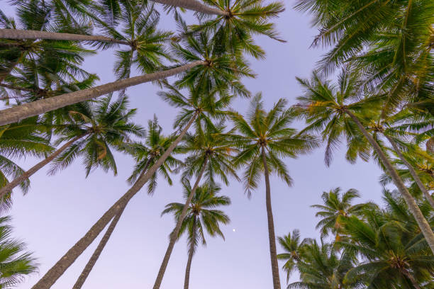 istock Tropical palm trees in North Queensland 1062843782