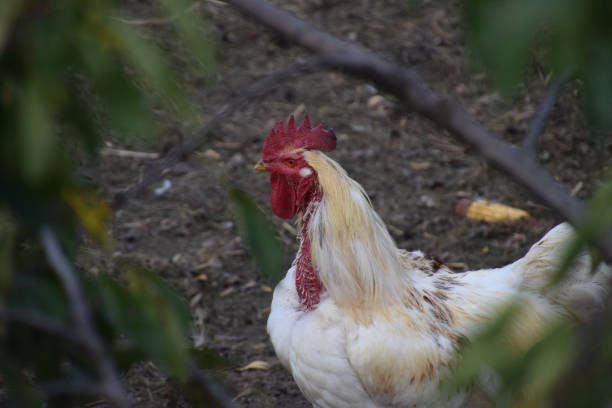 big white rooster with red cockscomb in the free-wheel area in bavaria