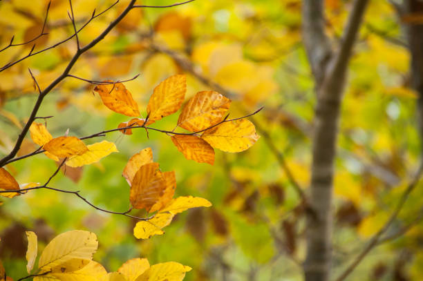 istock autumnal beech leaves in the forest 1062847118