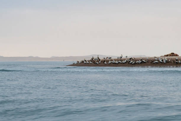 istock Crossbows Islands, Paracas, Peru 1062847172