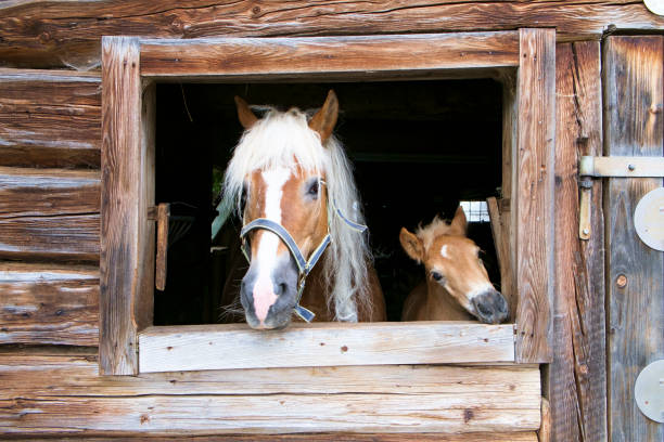 haflinger cavallo e puledro guardare fuori da una stalla di legno - barn wood window farm foto e immagini stock