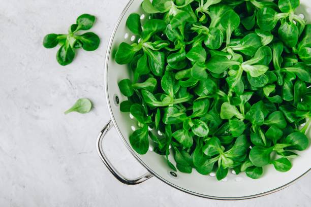 istock Fresh green Corn salad leaves or lamb's lettuce in colander 1062850064