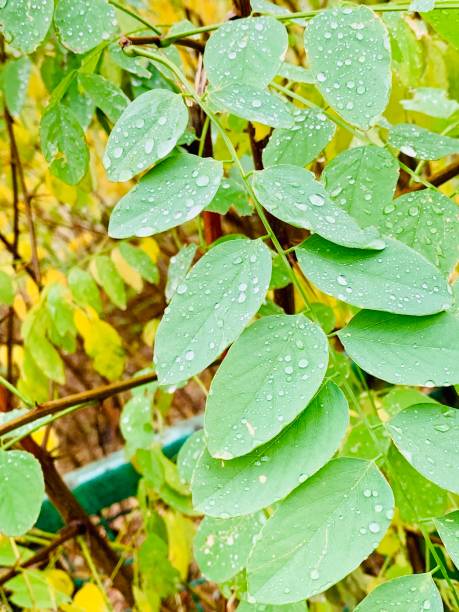 istock Raindrops on the surface of fall leaves 1062853934