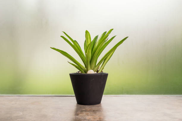 istock single green tree in flowerpot on state cement background - can use to display or montage on product 1062855016