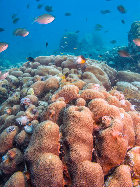 istock Coral garden in Caribbean 1062869816