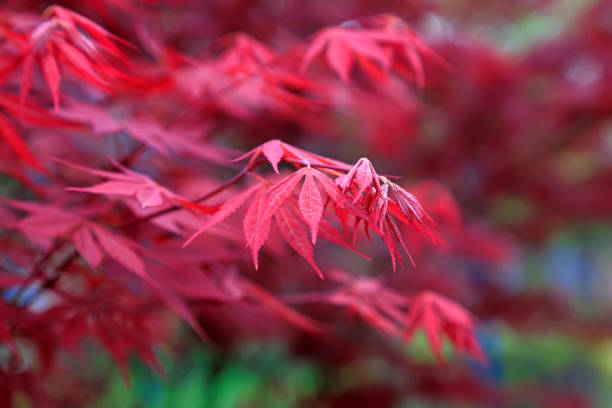 istock Maple leaves in a garden 1062873144