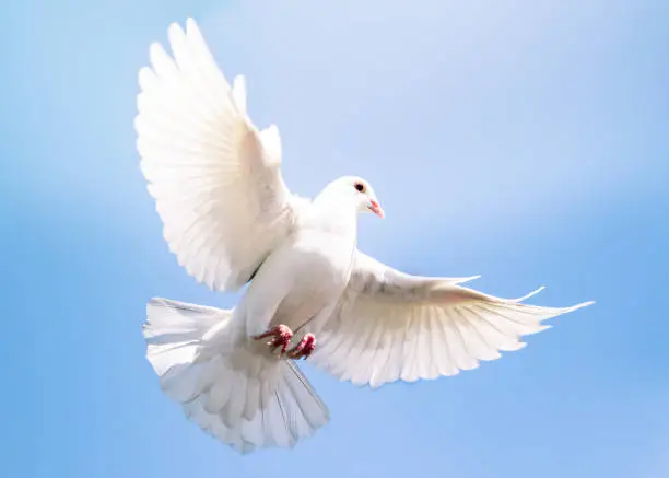 Photo of white feather pigeon bird flying against clear blue sky