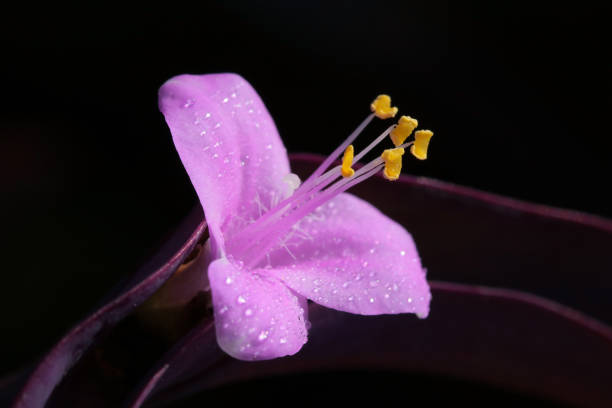 istock flowers purple heart 1062876876